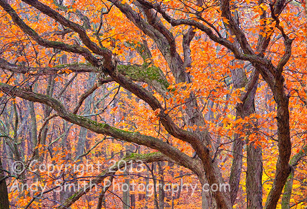 The Great Oak in Fall